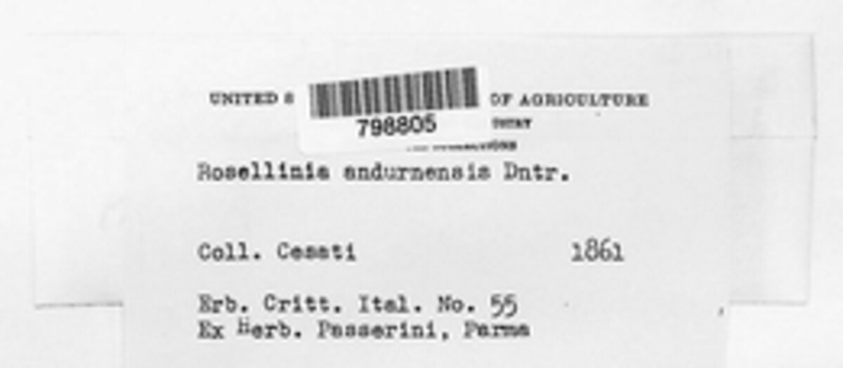 Rosellinia andurnensis image